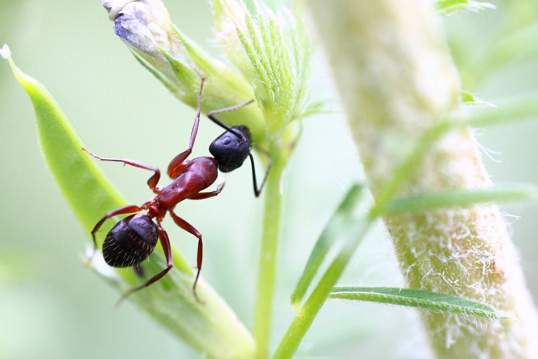 Essential Oils As Pest Controls