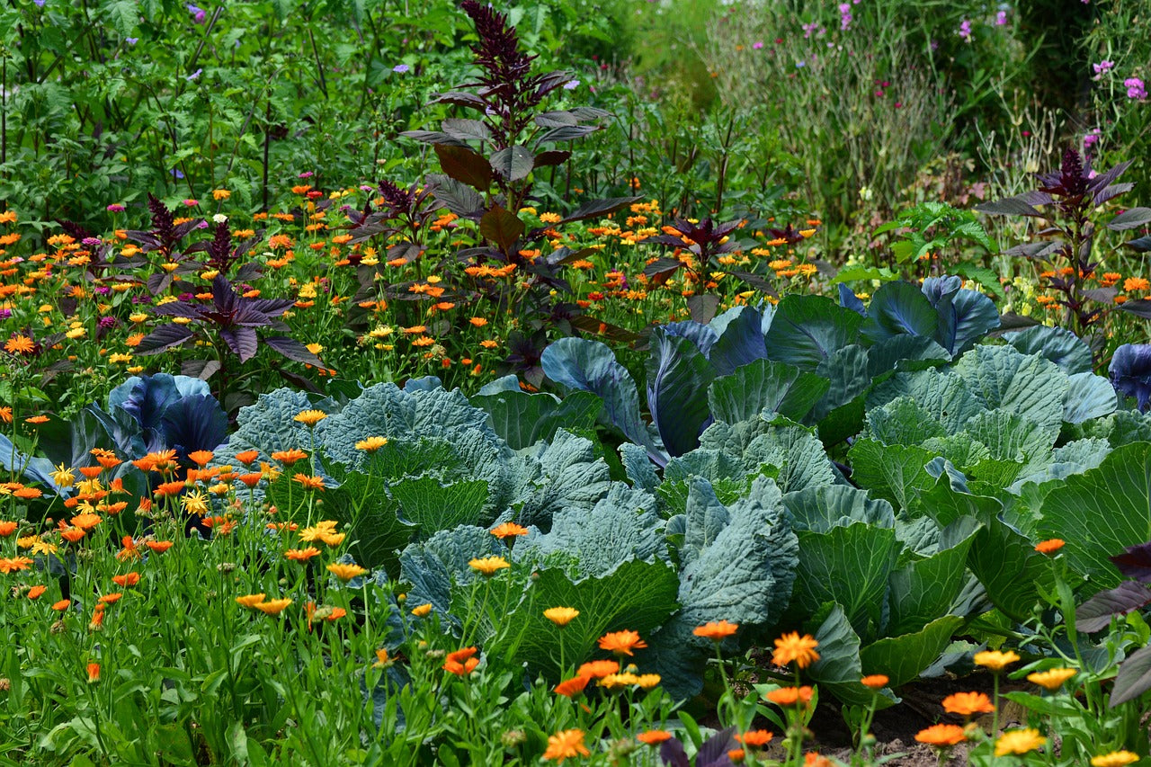 What is Companion Planting?