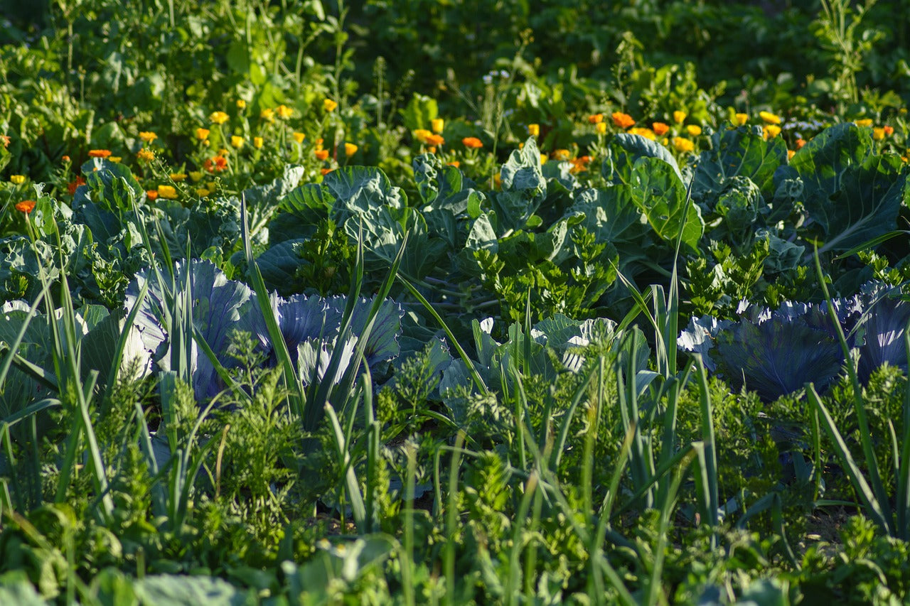 Best Fall Crops to Harvest – Fall Gardening