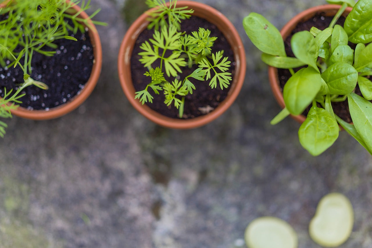 4 Tips to Planting Herbs Indoors Year-Round!