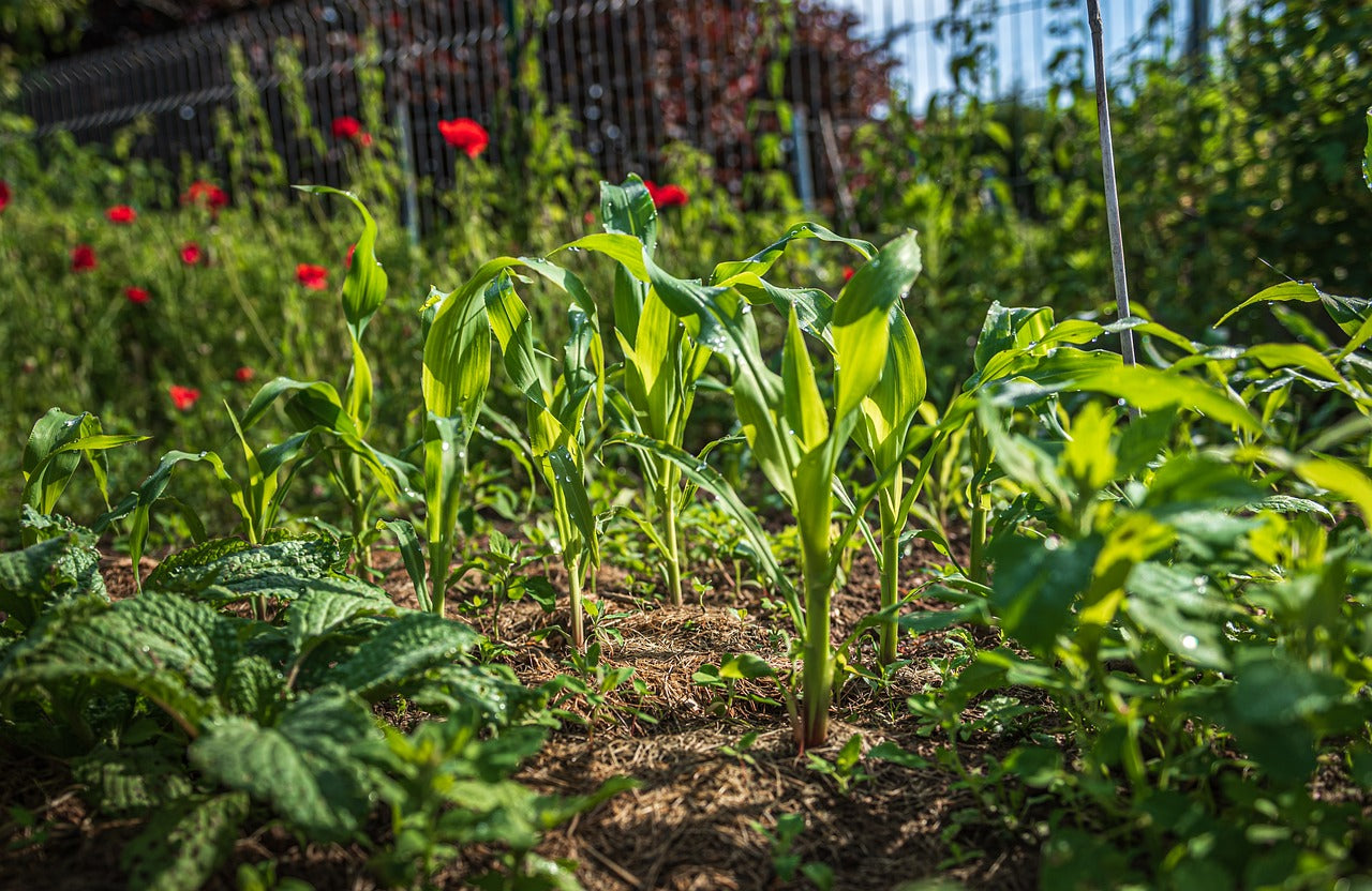 10 Plants That Can Survive California’s Winter Season