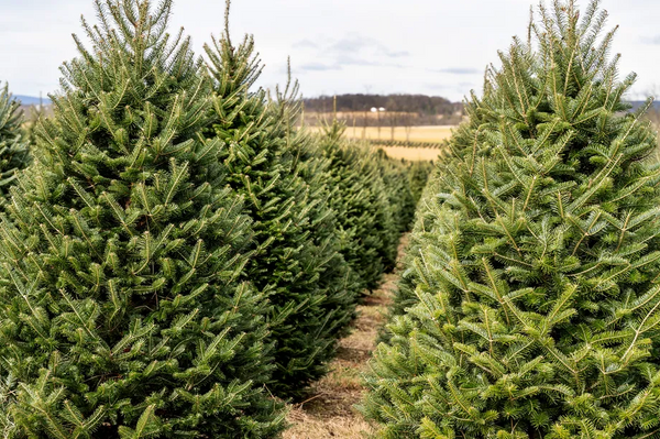 How to Pick the BEST Christmas Tree!
