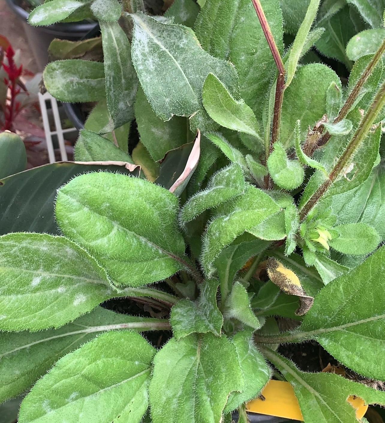 Best Sustainable Products for Pest and Mildew Control