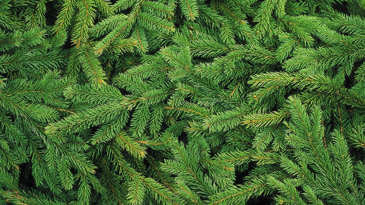 How to Keep a Christmas Tree Fresh for the Holidays
