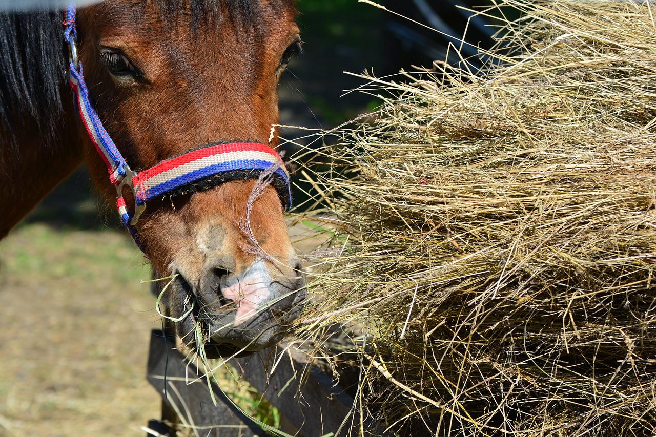 Treat Your Horse!