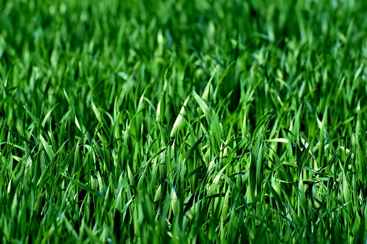 Planting a Lawn