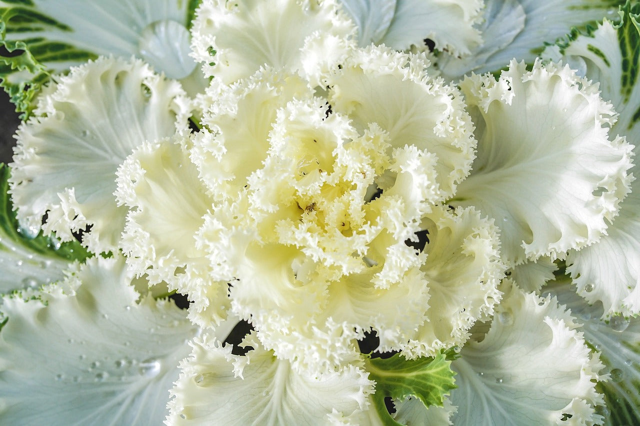 How to Grow Vegetables in the Winter