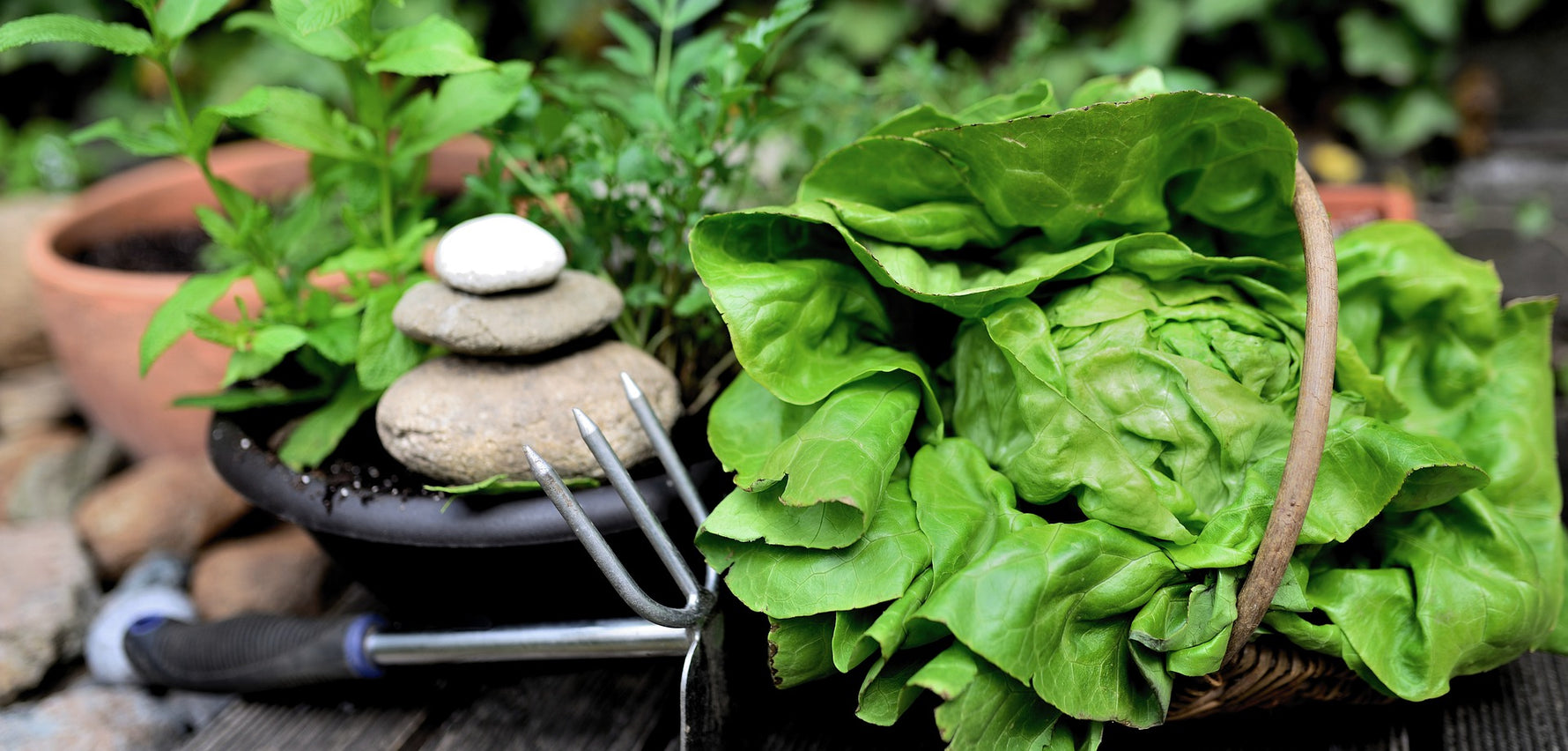 Harvesting Lettuce