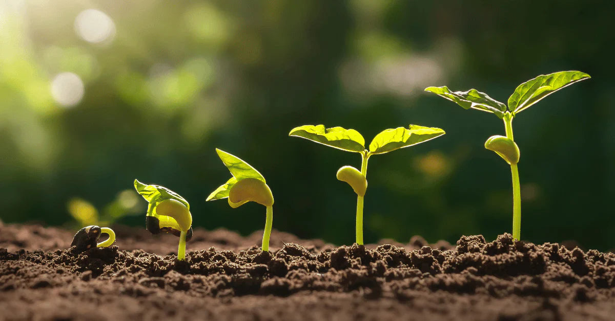 6 Soil Types: Know Your Garden’s Soil