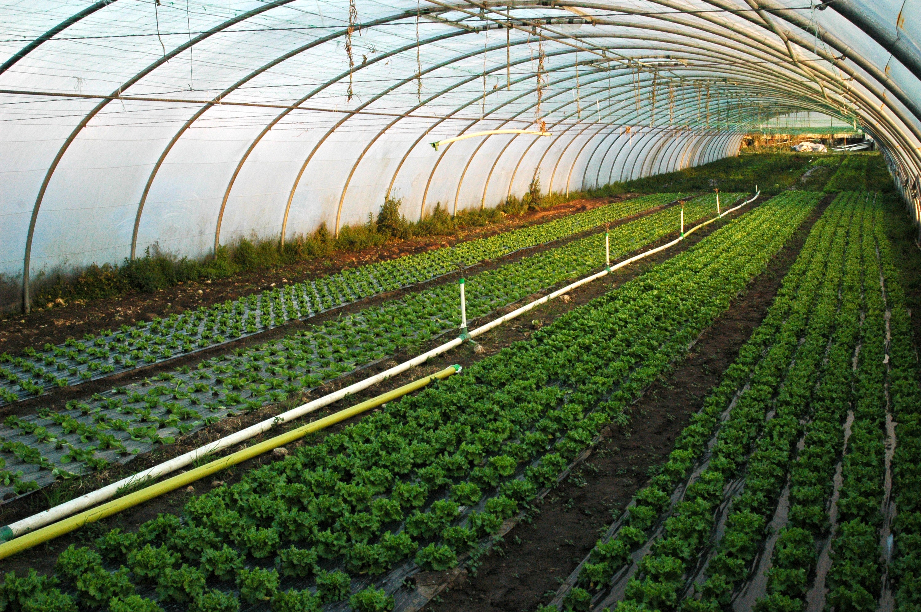 Basic Nutrients for Growing Your Best Plants