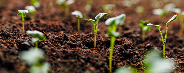 Microbial Biostimulants