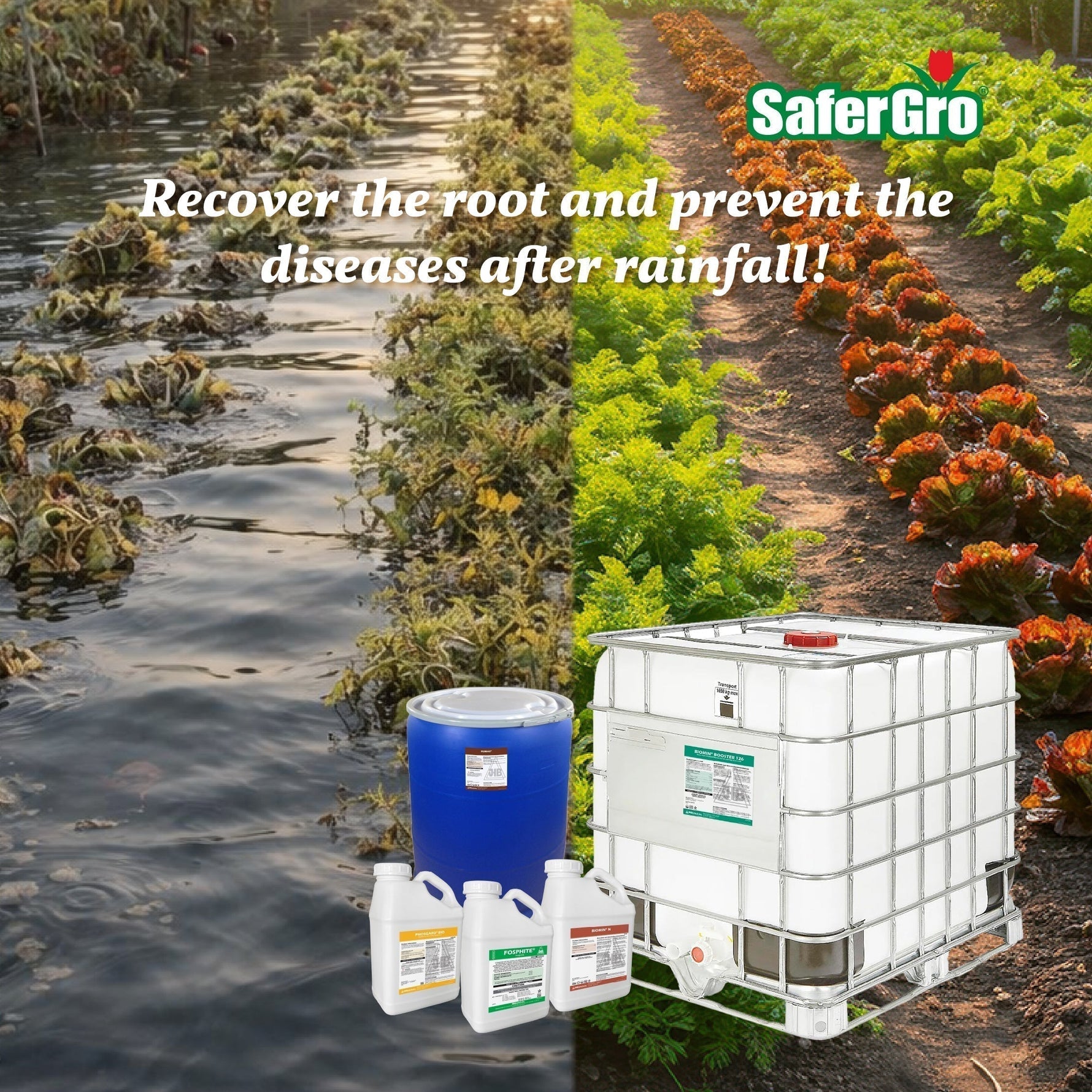 Recover the root system and prevent disease after rainfall!