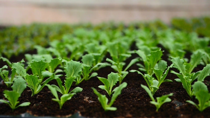 Planting Your Own Lettuce