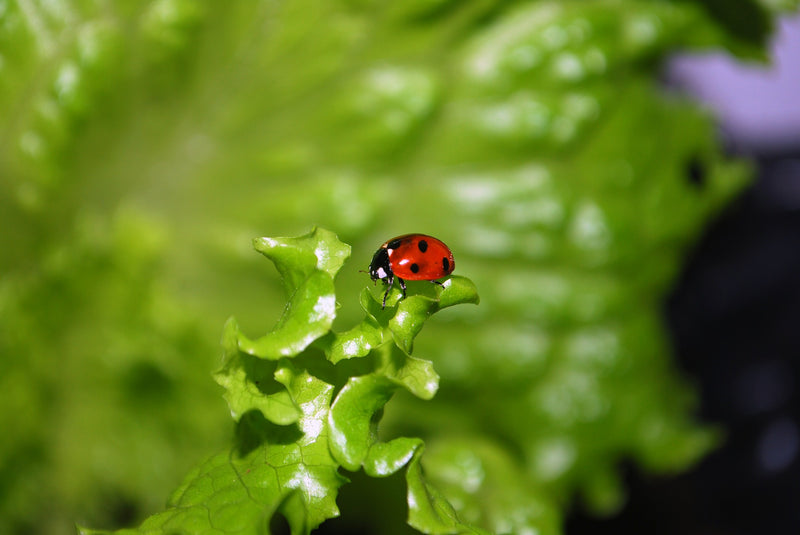 Feeding and Protecting Your Lettuce Garden