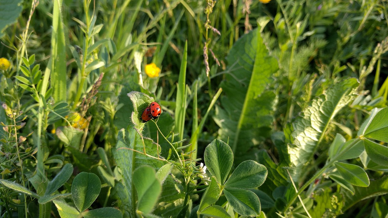 BEST Beneficial Insects to Save your Garden!