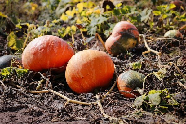 5 Ways to Sustainably Discard Old Pumpkins