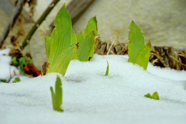 How to Treat Plants with Frost Damage