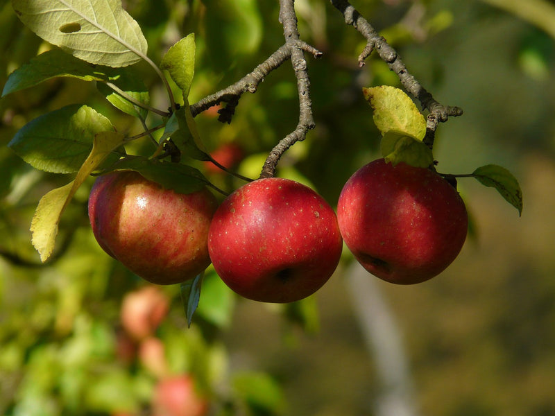 How to Pick the BEST Apples for Apple Picking!
