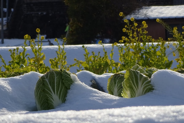 How to Prevent Frost Damage During Winter Season