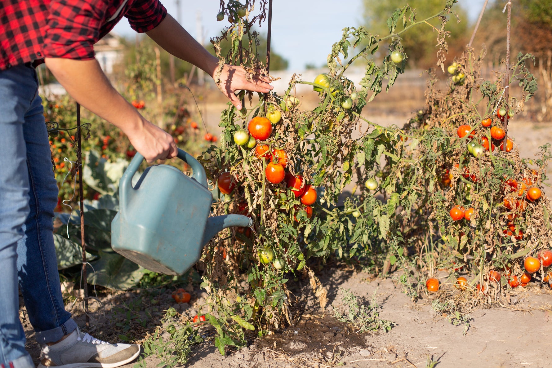 A person watering dry tomato plants