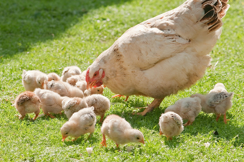 What Materials Do You Need to Start Raising Backyard Chickens?