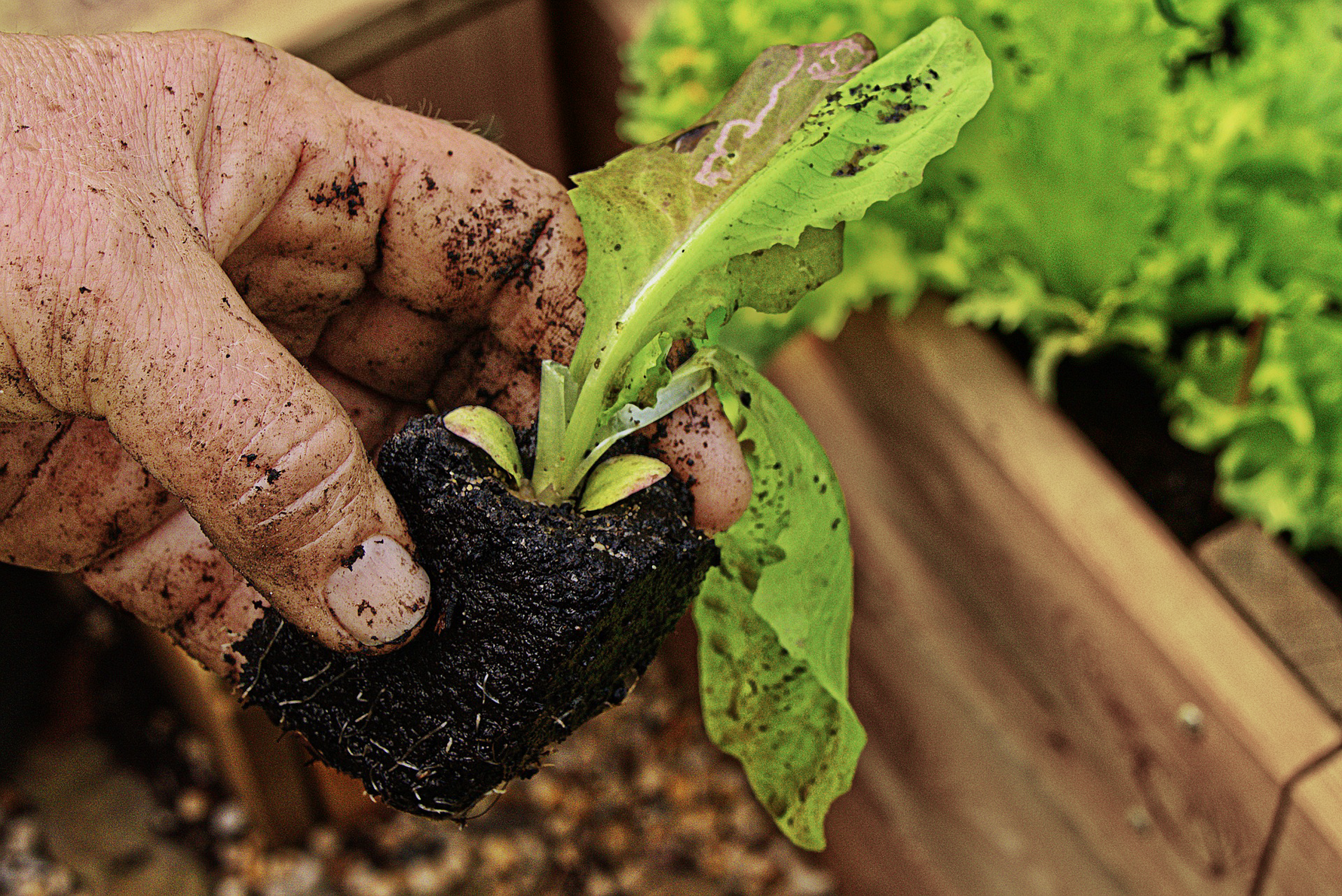 Starting A Lettuce Garden