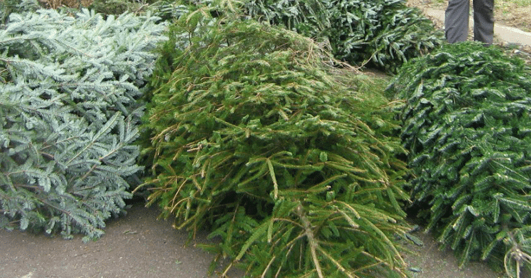 How to Sustainably Discard a Christmas Tree
