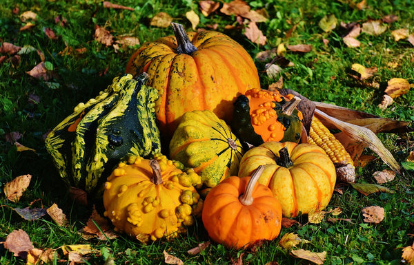How to Grow Pumpkins and Squash for the Fall Season