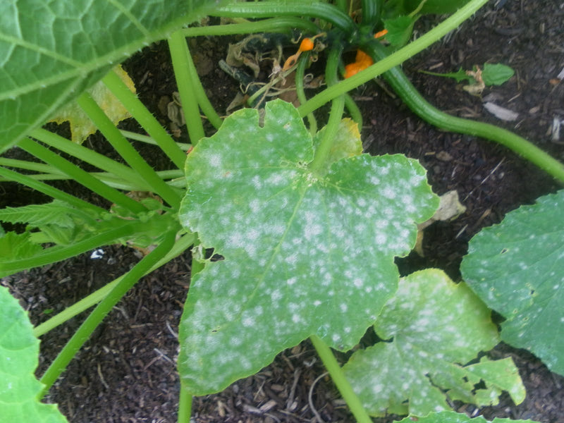 Let's Talk About Powdery Mildew