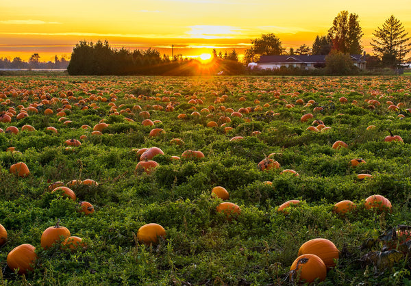 How to Pick the BEST Pumpkin in the Patch!
