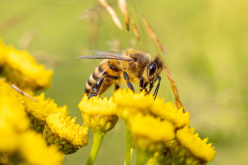 3 Ways to Save the Bees - SaferGro's Solutions