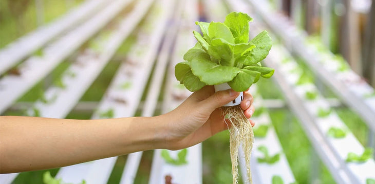 Let's Talk About Hydroponics