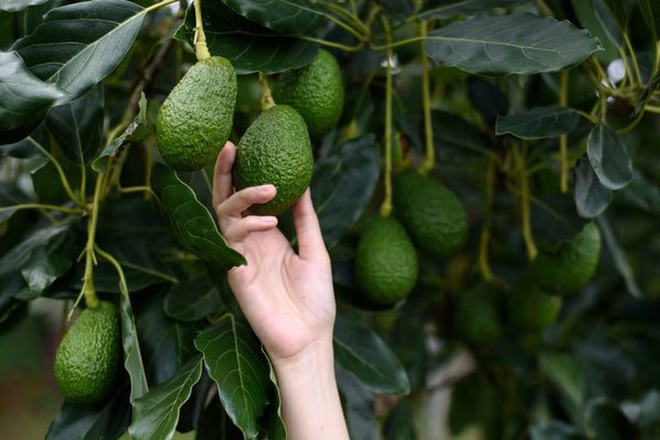 Harvesting and Pruning Avocado Trees