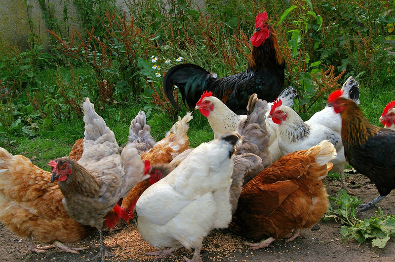 Raising Backyard Chickens – Everything You Should Know Before Starting