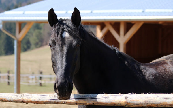 Things to Know About Raising Happy Horses in Stables