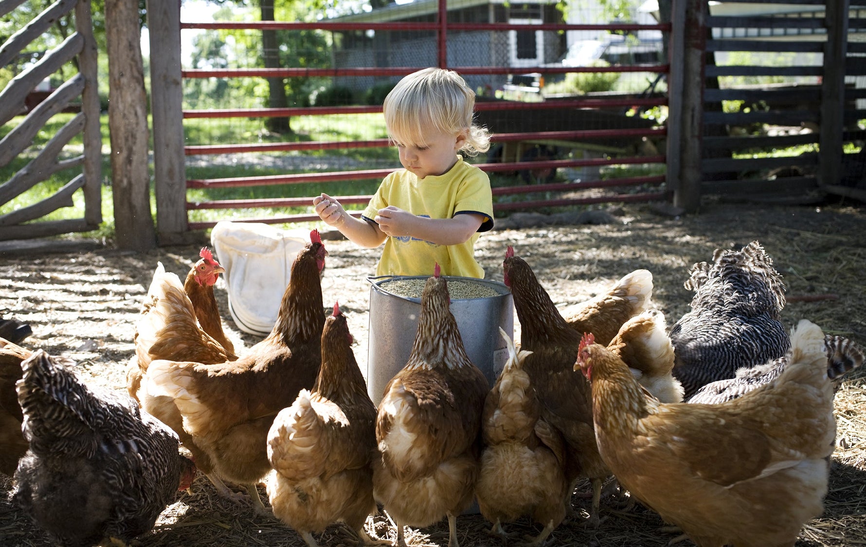 Chicken Coop Hygiene