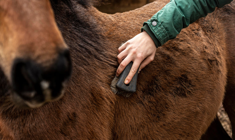 How to Groom Your Horse