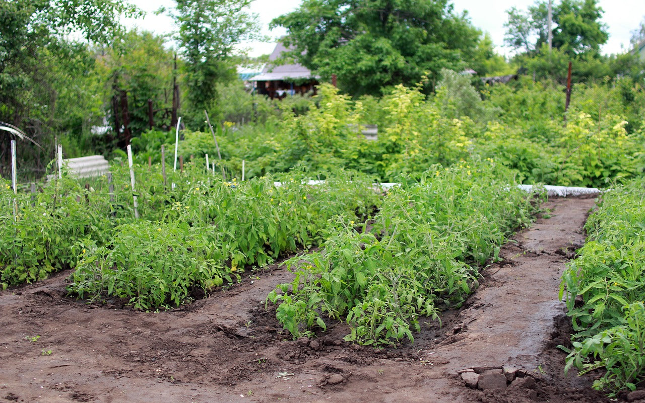Planting Early Spring Vegetables