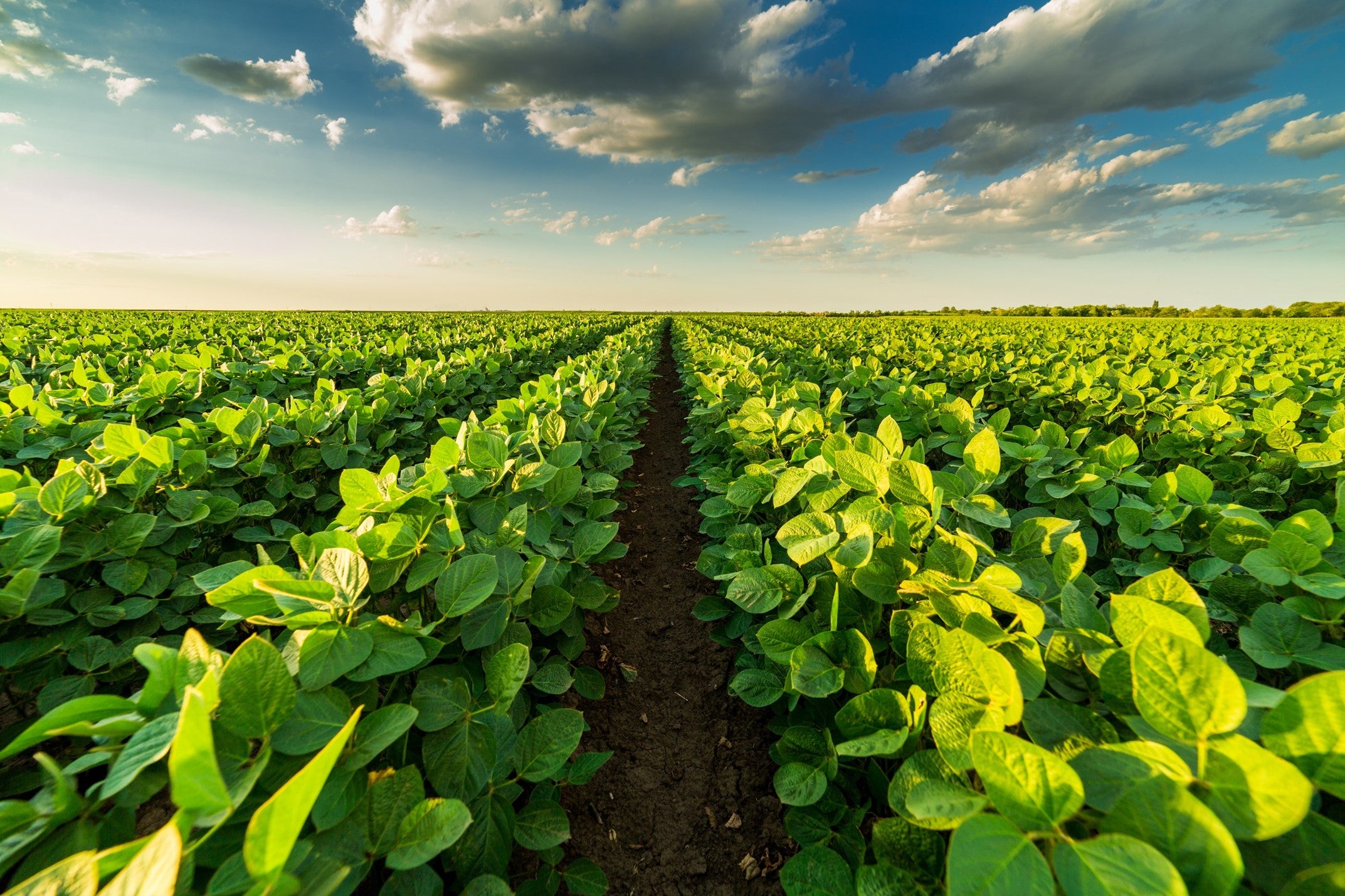 The Importance of Soil Fertility