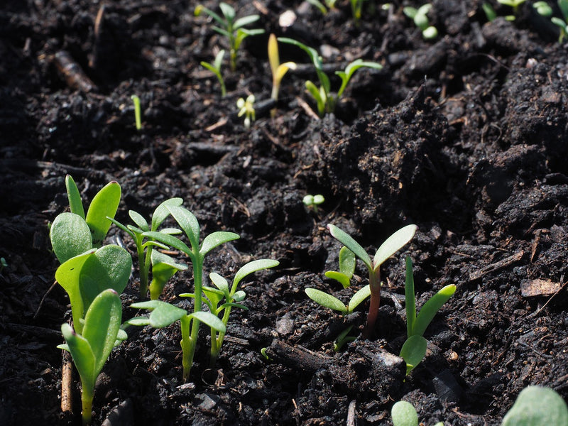 6 Soil Types: Know Your Garden’s Soil