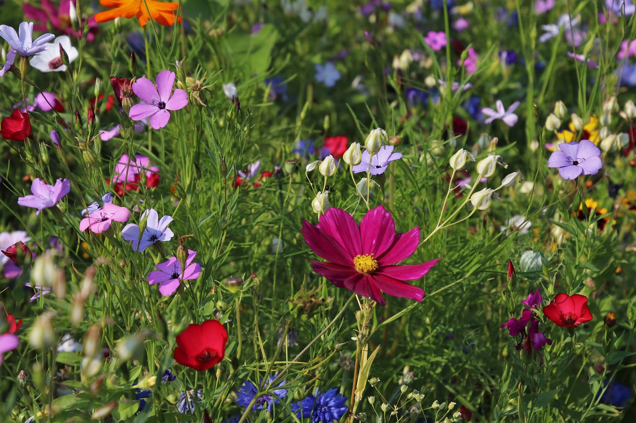 5 EASY Plants to Grow: Flower Edition