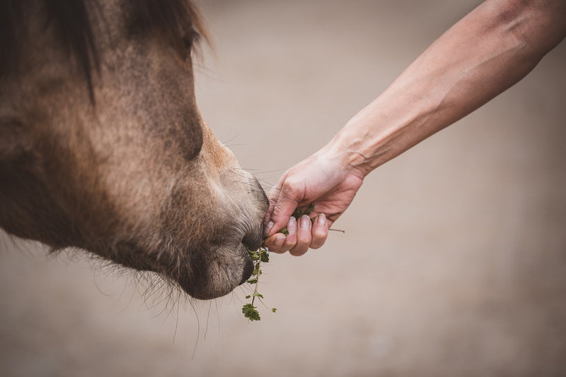 How to Supplement Trace Minerals in Your Horses Diet