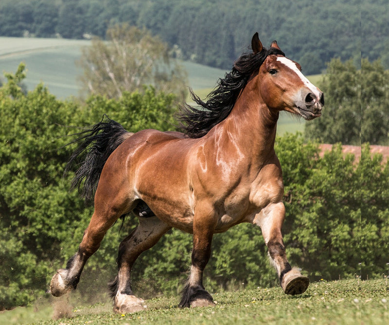 Supporting a Healthy and Shiny Horse Coat