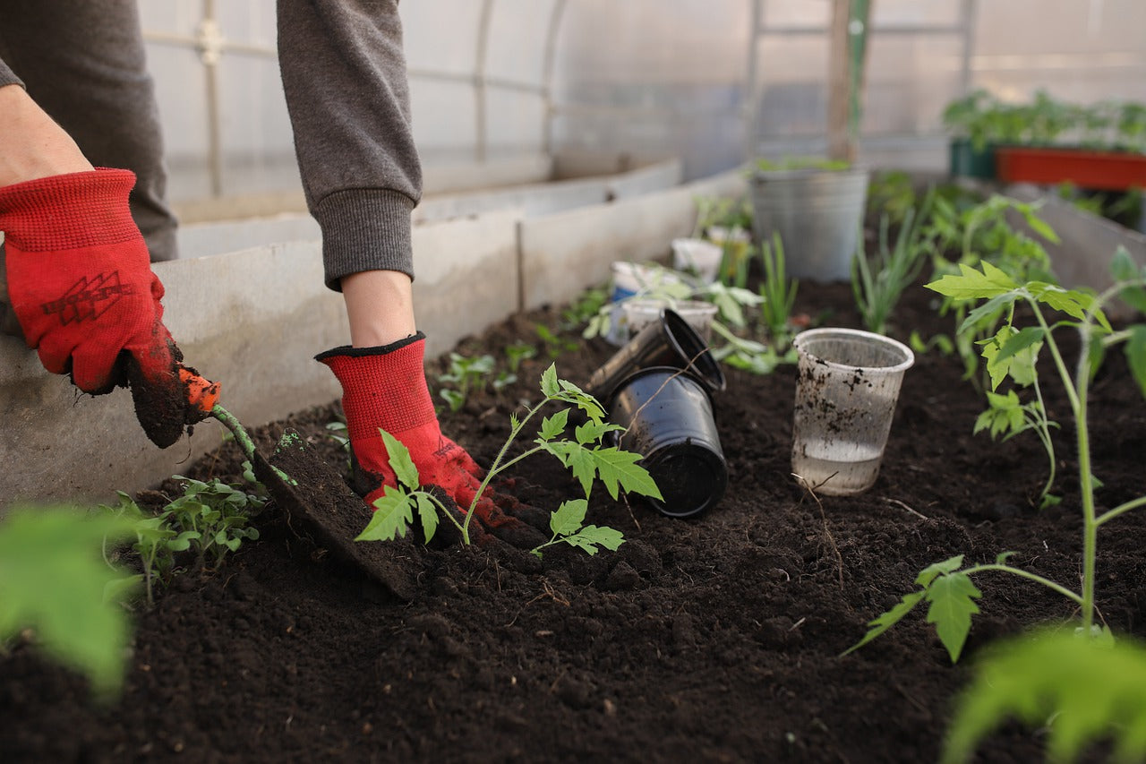 Starting Your Spring Garden