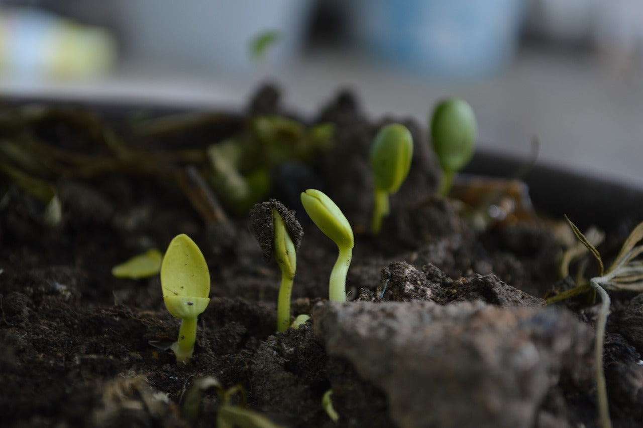 Sustainable Gardening for The New Year - Mulch and Compost