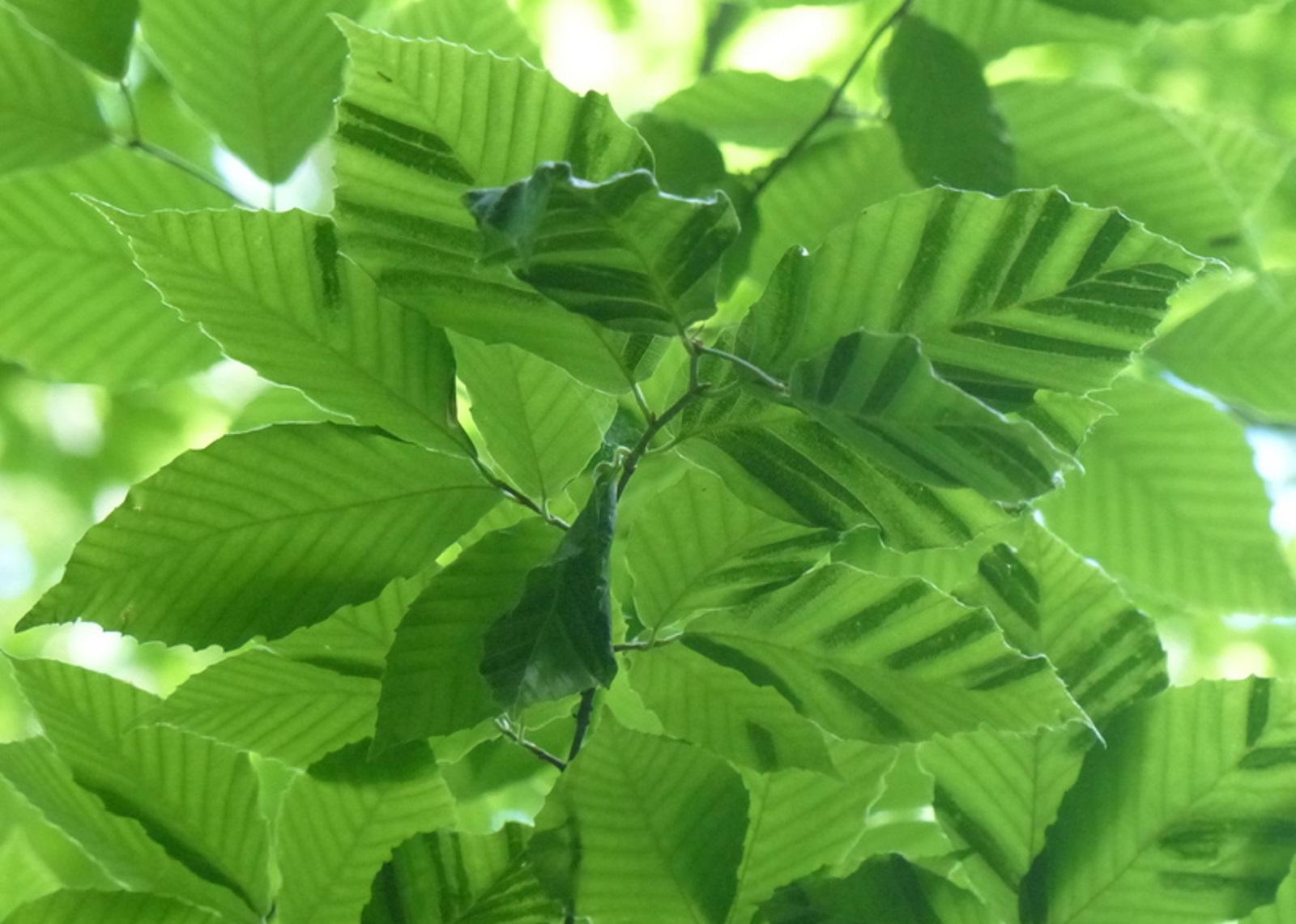 Beech Leaf Disease - SaferGro's Solution