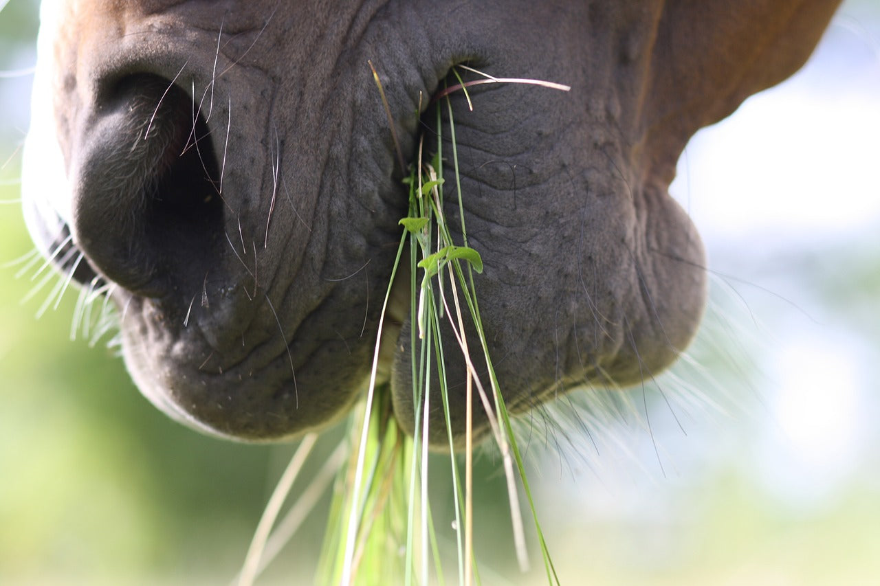 The Basics of Horse Nutrition
