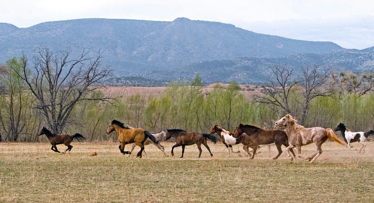How to Support Healthy Joints in Your Horse