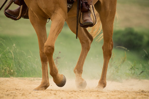 How to Maintain Strong Healthy Horse Hooves