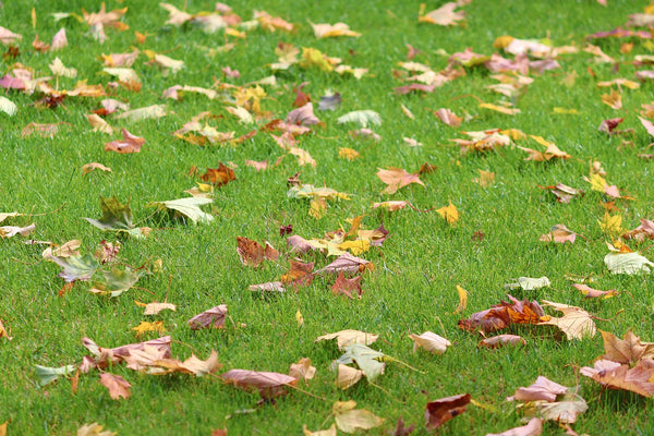 BEST Sustainable Product for Green Lawns in Winter